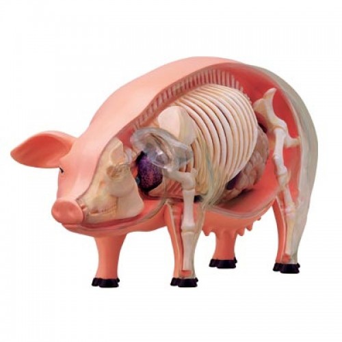 Anatomia do Porco com 19 Partes QC-26102