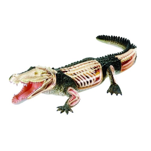 Anatomia do Crocodilo com 26 peças QC-26114