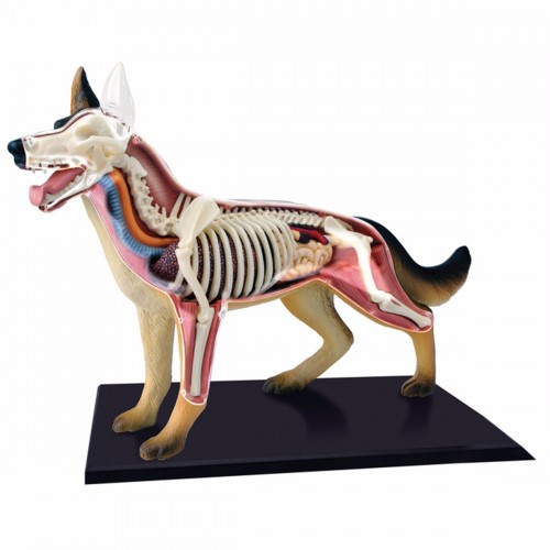 Anatomia do Cachorro com 29 peças QC-26115