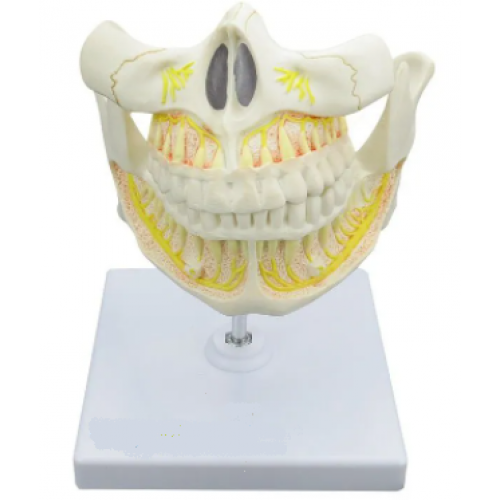 Dentição Adulta  SD-5059/J