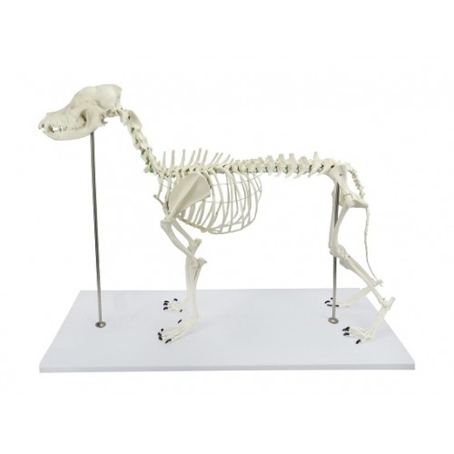 Esqueleto de Cachorro de Porte Grande (Resina Plástica)  SD-9000