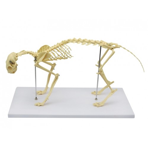 Esqueleto de Gato (Resina Plástica) SD-9200