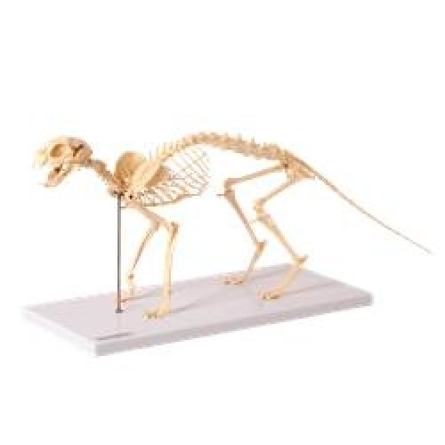 Esqueleto de Gato  TGD-0602