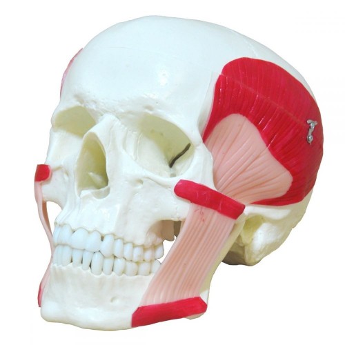 Crânio com Músculos da Mastigação SD-5006-C