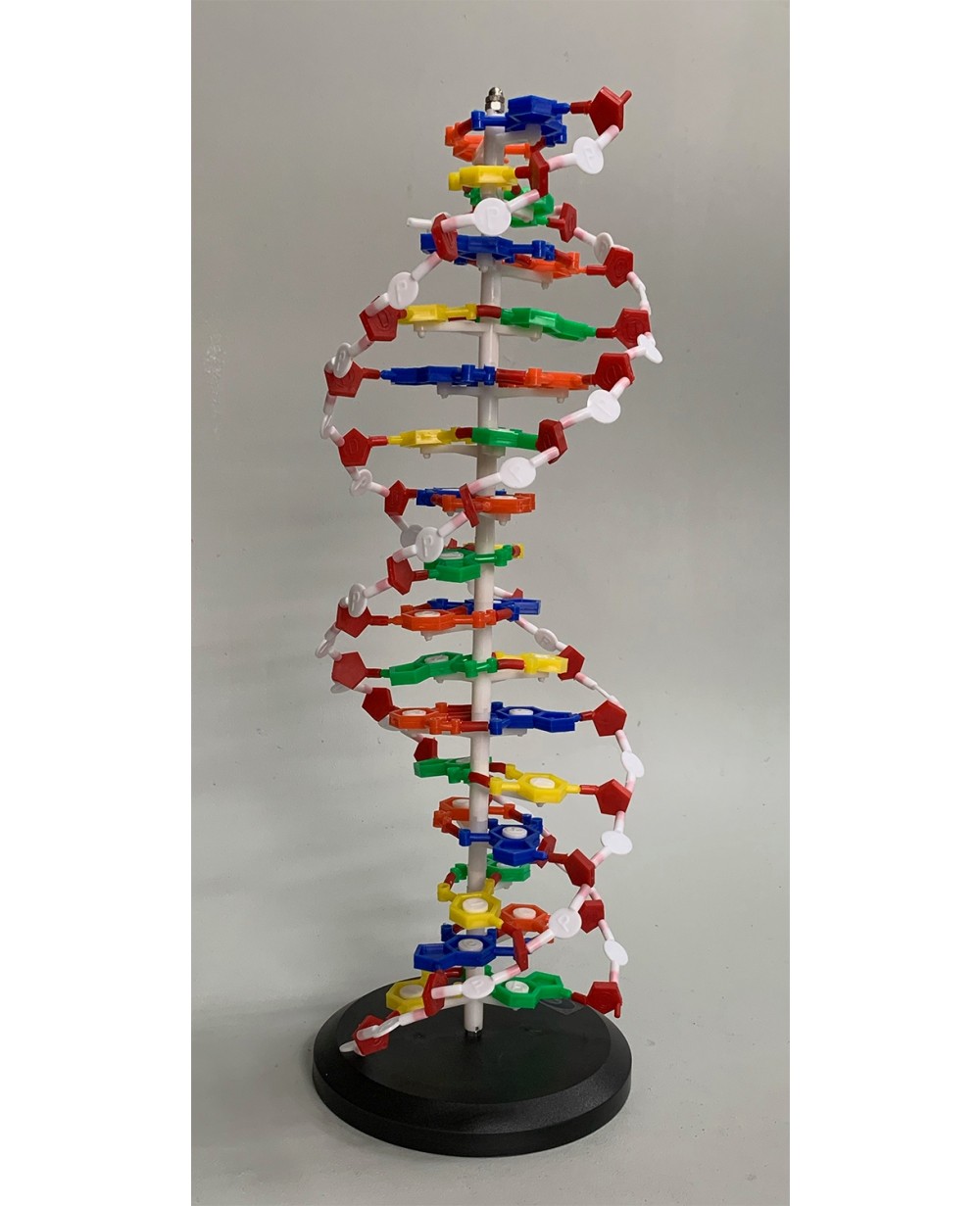 Dupla Hélice de DNA COL 1901 Coleman - Modelos Anatômicos