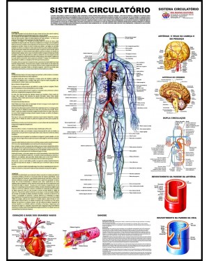 Poster do Sistema Circulatório 018