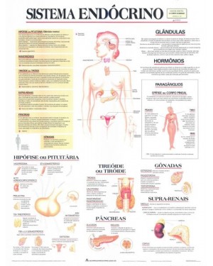 Poster do Sistema Endócrino 022