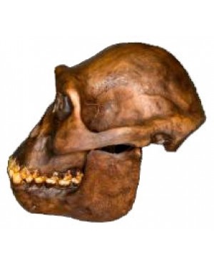 Crânio em Resina (Australopithecus Afarensis) BR 02 Bios Réplicas