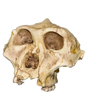 Crânio de Hominídeo (Paranthropus Robustus) BR 100 Bios Réplicas
