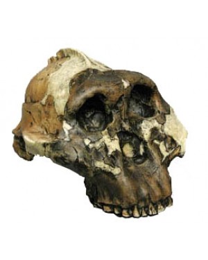 Crânio de Paranthropus Boisei BR 10 Bios Réplicas