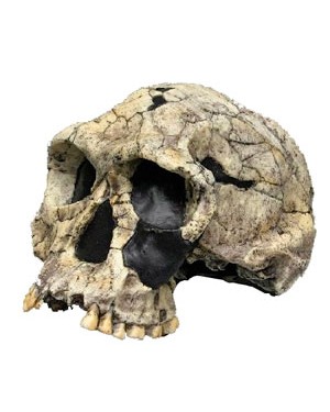 Crânio de Hominídeo (Homo Habilis) BRH07 Bios Réplicas