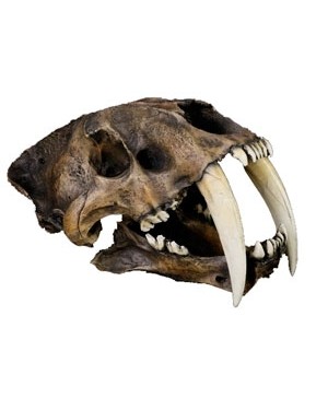 Crânio de Tigre Dentes de Sabre (Smilodon Fatalis) BR 17 Bios Réplicas