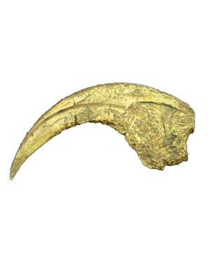 Garra de Dinossauro (Nothronychus Mckinleyi) BRF12 Bios Réplicas
