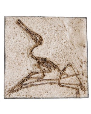 Fóssil de Pterodactylus elegans BRF21 Bios Réplicas