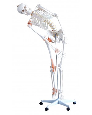 Esqueleto Humano 1,70m com Coluna Flexível e Ligamentos COL 1101-F Coleman