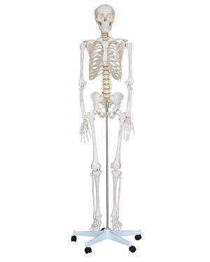 Esqueleto Humano 1,70m com rodas COL 1101 Coleman
