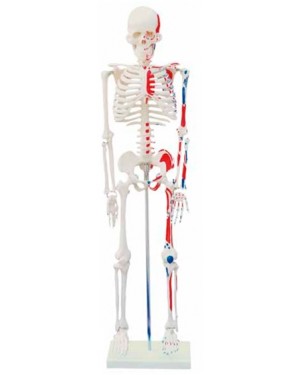Esqueleto Humano 85 cm de Altura c/, Origens e Inserções Musculares e Haste