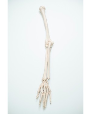Esqueleto do Braço Esquerdo