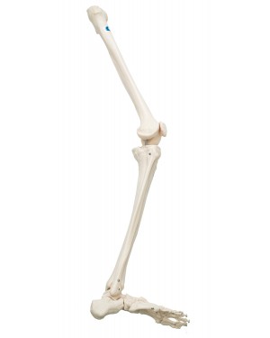 Esqueleto da perna direita