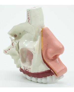 Nariz cavidade nasal