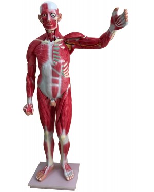 Figura Muscular com órgãos 170cm 30 Partes COL 1340-R Coleman