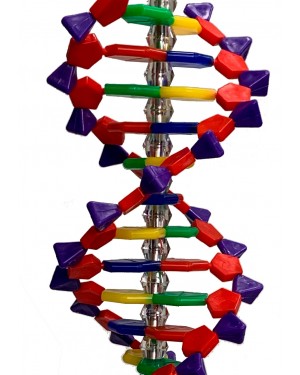 Dupla Helice DNA 40cm