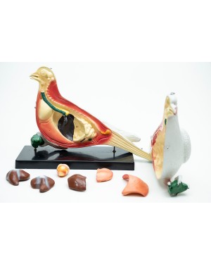 Anatomia do Pombo