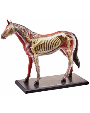 Anatomia do Cavalo com 26 Partes QC-26101