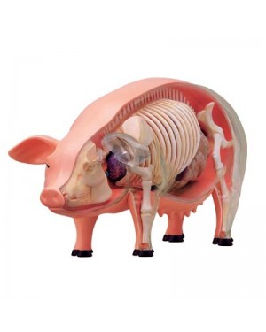 Anatomia do Porco com 19 Partes QC-26102