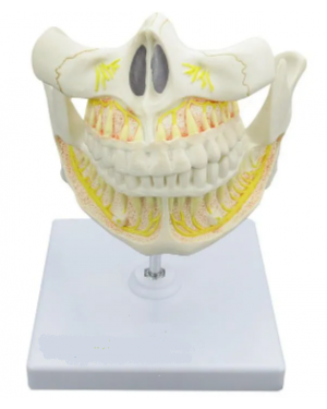 Dentição Adulta SD-5059/J