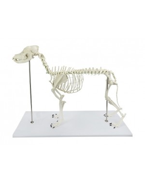 Esqueleto de Cachorro de Porte Grande (Resina Plástica) SD-9000