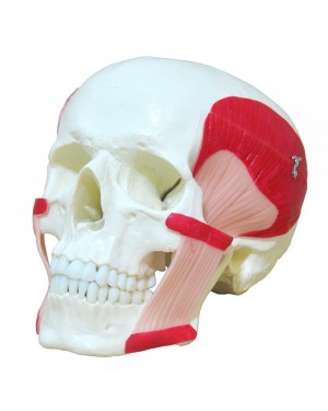 Crânio com Músculos da Mastigação em 2 partes na Loja Roster
