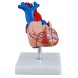 Coração Humano Tamanho Natural 2 partes COL 1307-A Coleman