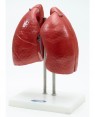 pulmão 4 partes