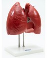 pulmão 4 partes