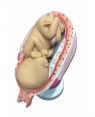 Desenvolvimento do feto, Gravidez 8 partes