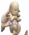 Desenvolvimento do feto, Gravidez 8 partes