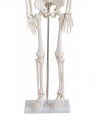 Esqueleto Humano 85cm com suporte COL 1102 Coleman foto 3