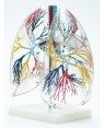 pulmão transparente