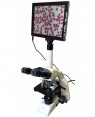 Microscópio Infinito com monitor N 126 Coleman