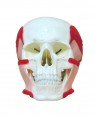 Crânio com Músculos da Mastigação anatomia humana do cranio para comprar